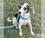 Small #4 Beagle-Coonhound Mix