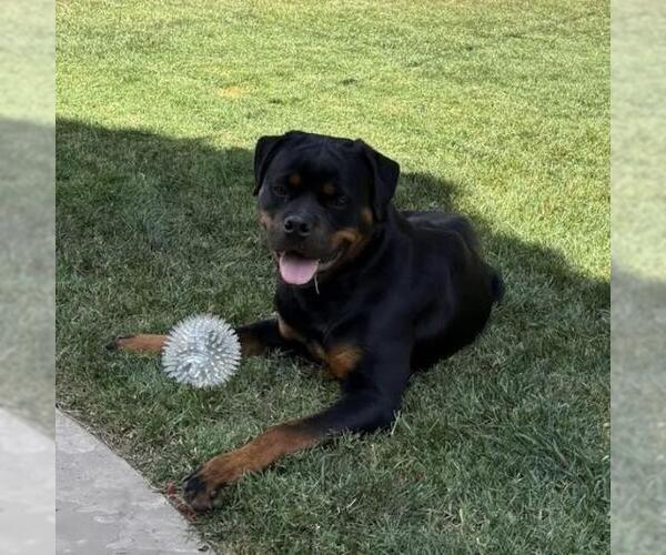 Medium Photo #5 Rottweiler Puppy For Sale in San Diego, CA, USA