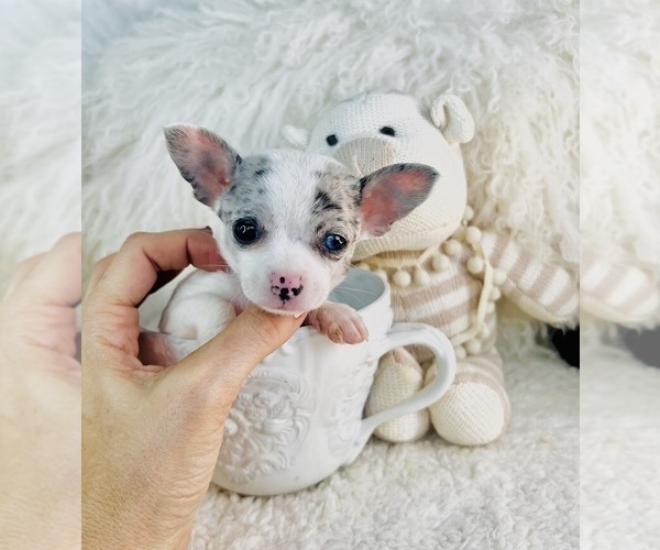 Medium Photo #4 Chihuahua Puppy For Sale in DACULA, GA, USA