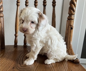Medium Cavapoo