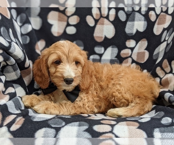 Medium Photo #4 Cocker Spaniel-Poodle (Miniature) Mix Puppy For Sale in NEW HOLLAND, PA, USA