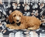Small Photo #4 Cocker Spaniel-Poodle (Miniature) Mix Puppy For Sale in NEW HOLLAND, PA, USA