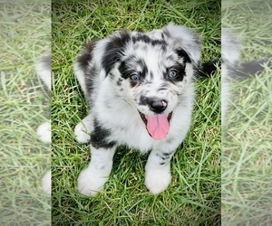 Australian Shepherd Puppy for sale in GENESEO, IL, USA