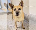 Small #2 Shiba Inu Mix