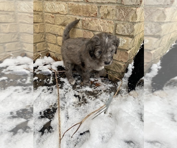 Medium Photo #4 Aussiedoodle-Poodle (Standard) Mix Puppy For Sale in COMMERCE, MI, USA