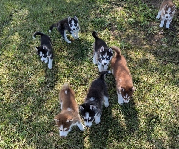 Medium Photo #3 Siberian Husky Puppy For Sale in BRADFORD, OH, USA