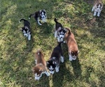 Small Photo #3 Siberian Husky Puppy For Sale in BRADFORD, OH, USA