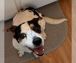 Small #1 Beagle Mix