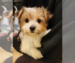 Biewer Terrier-Maltese Mix Puppy for sale in CLACKAMAS, OR, USA