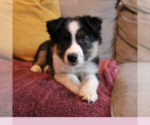 Border-Aussie Puppy for sale in CAMARILLO, CA, USA