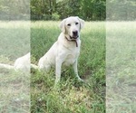 Small Photo #1 Labrador Retriever Puppy For Sale in WAGENER, SC, USA