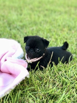 Medium Photo #1 Pug Puppy For Sale in MOSELLE, MS, USA