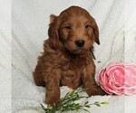 Small #4 Goldendoodle (Miniature)