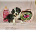 Small Photo #11 Bernedoodle-Poodle (Toy) Mix Puppy For Sale in BLACK FOREST, CO, USA