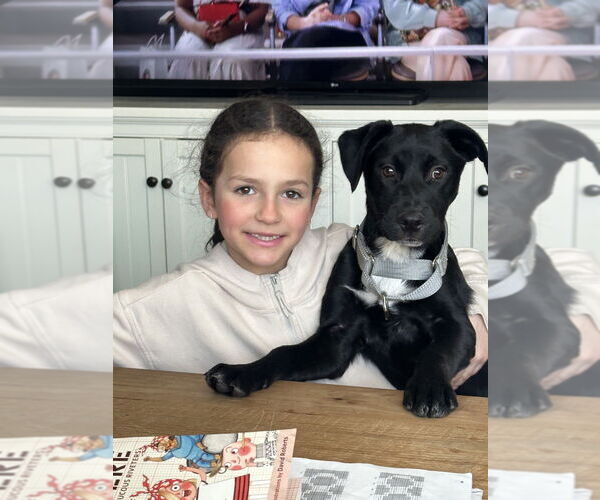 Medium Photo #4 American Pit Bull Terrier-Labrador Retriever Mix Puppy For Sale in Brewster, NY, USA