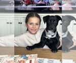 Small #3 American Pit Bull Terrier-Labrador Retriever Mix