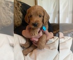 Small Photo #2 Goldendoodle Puppy For Sale in Wichita, KS, USA
