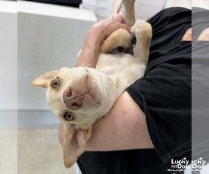 Retriever -Unknown Mix Dogs for adoption in Washington, DC, USA