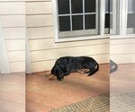 Small #10 Coonhound-Labrador Retriever Mix