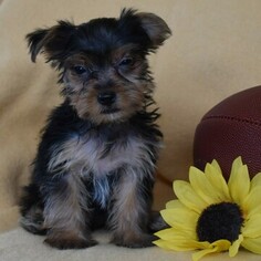 Yorkshire Terrier Puppy for sale in MILL HALL, PA, USA