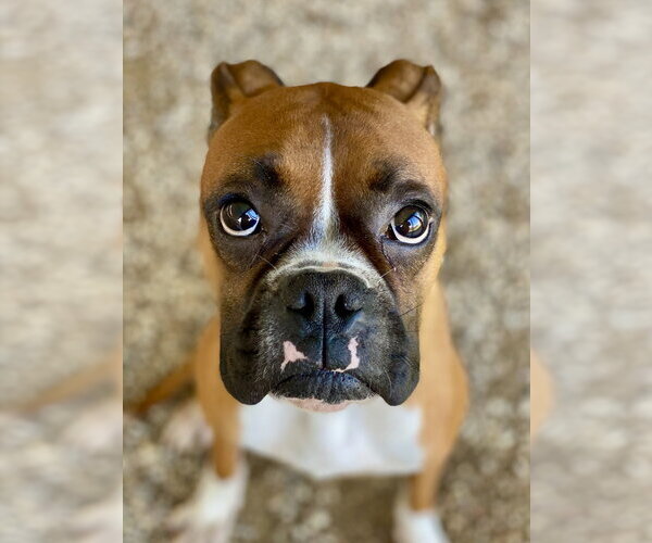 Medium Photo #1 Boxer Puppy For Sale in Austin, TX, USA
