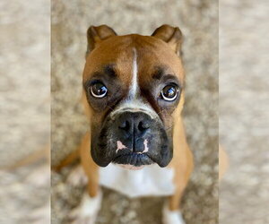 Boxer Dogs for adoption in Austin, TX, USA