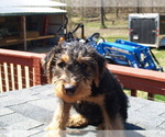 Small #4 Airedale Terrier