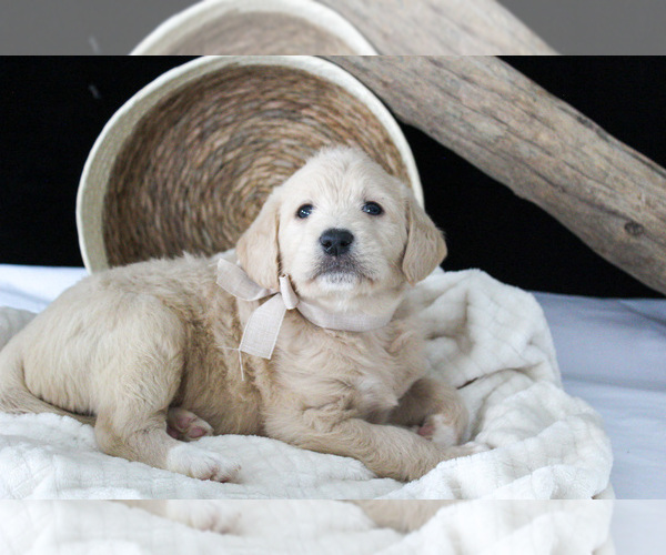 Medium Photo #1 Labradoodle Puppy For Sale in NAPPANEE, IN, USA