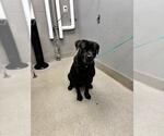 Small Mutt