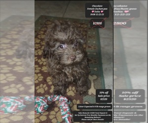 Zuchon Puppy for sale in TUCSON, AZ, USA