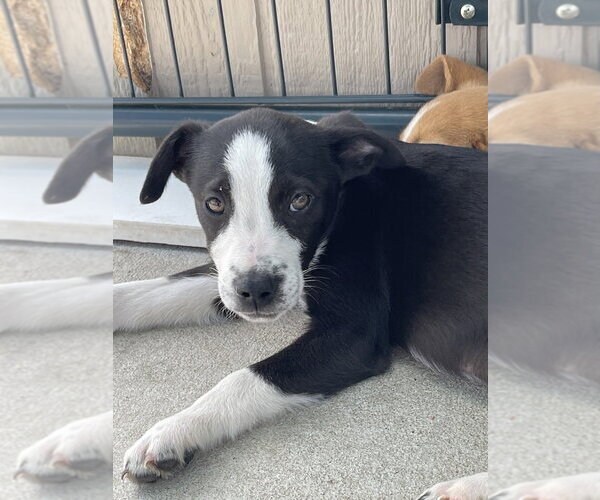 Medium Photo #1 Mutt Puppy For Sale in Bolivar, MO, USA