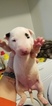 Small Photo #35 Bull Terrier Puppy For Sale in JACKSON, MI, USA