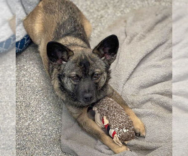 Medium Photo #2 Mutt Puppy For Sale in Huntley, IL, USA