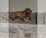 Small Photo #1 Chesapeake Bay Retriever Puppy For Sale in ARCO, ID, USA