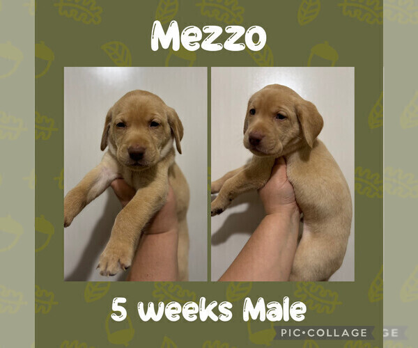Medium Photo #1 Labrador Retriever Puppy For Sale in ASHEBORO, NC, USA