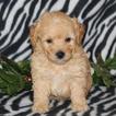 Small Photo #1 Goldendoodle-Poodle (Toy) Mix Puppy For Sale in GAP, PA, USA