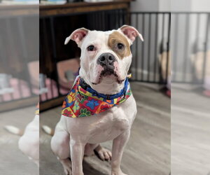 Chief - Male American Staffordshire Terrier-Boxer Mix Dog for Adoption - Photo #12