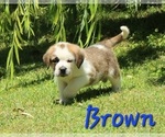 Puppy Puppy Brown Saint Bernard