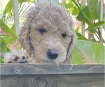 Small Photo #8 Goldendoodle Puppy For Sale in EL MIRAGE, AZ, USA