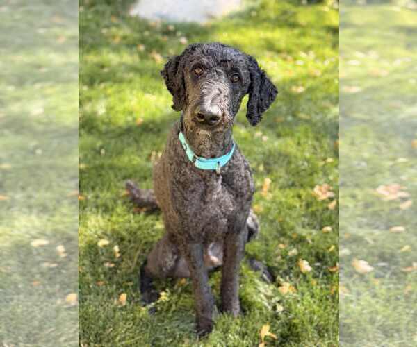 Medium Photo #8 Labrador Retriever-Unknown Mix Puppy For Sale in Sandy, UT, USA