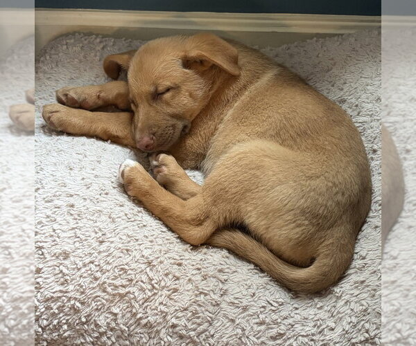 Medium Photo #4 Shepradors Puppy For Sale in Minneapolis, MN, USA