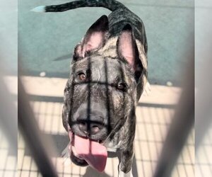Bulldog-Unknown Mix Dogs for adoption in Burbank, CA, USA