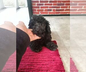 Morkie-Poodle (Miniature) Mix Puppy for sale in NILES, MI, USA