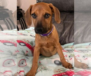 Labrador Retriever-Unknown Mix Dogs for adoption in Oakhurst, NJ, USA