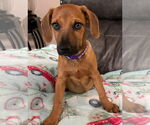 Small Labrador Retriever Mix