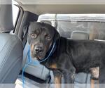 Small Rottweiler Mix