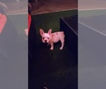 Polar - Male French Bulldog Puppy for Sale - Photo #10