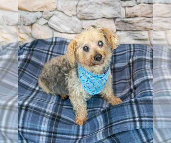 Medium Photo #6 Mutt Puppy For Sale in Kennesaw, GA, USA
