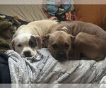 Small American French Bull Terrier