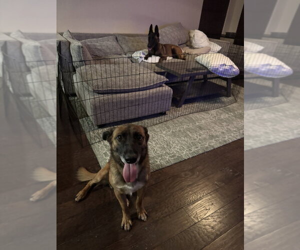 Medium Photo #2 Mutt Puppy For Sale in Imlay City, MI, USA
